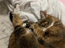 katt88
