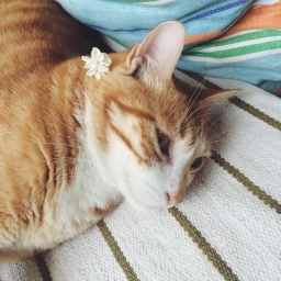 lucycheese