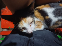 kriru_09