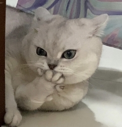 lihaohao