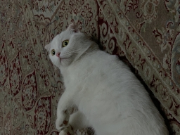 mavluda