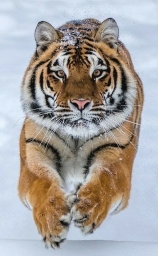mittty_4