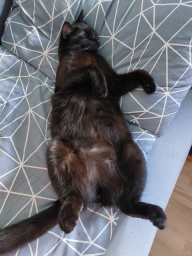 tautis
